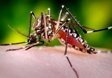 Lần đầu tiên thả muỗi để phòng bệnh sốt xuất huyết - 1