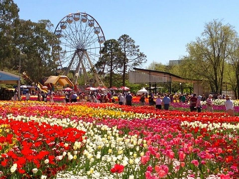 Lễ hội hoa floriade ở australia - 1