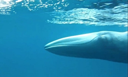 Loài cá voi bí ẩn nhất thế giới lần đầu lộ diện - 1