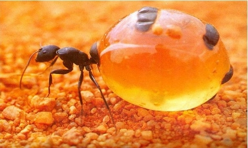 Loài kiến có bụng căng phồng như hũ mật - 1