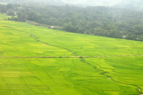 Mường thanh cánh đồng lớn nhất tây bắc - 1