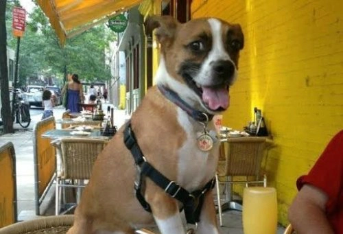 New york cho phép chó ăn tại nhà hàng - 1