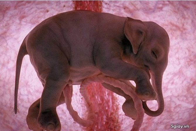 Ngắm nhìn những loài động vật khi còn trong bụng mẹ - 2