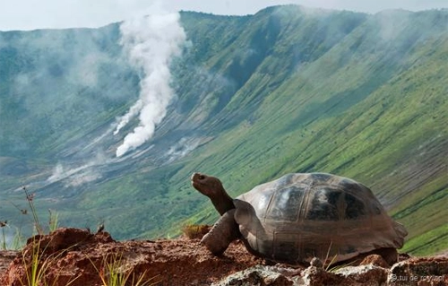 Những điều chưa biết về loài rùa cạn lớn nhất thế giới - 1