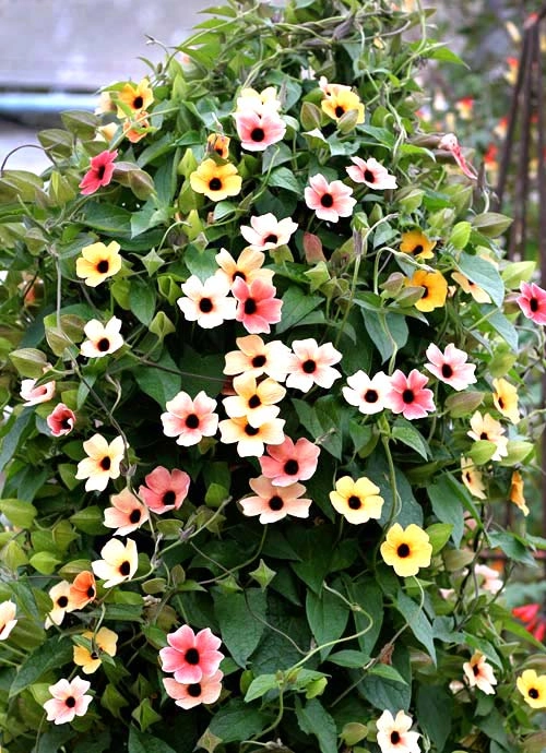 Những loài hoa thích hợp trồng trong giỏ treo - 2