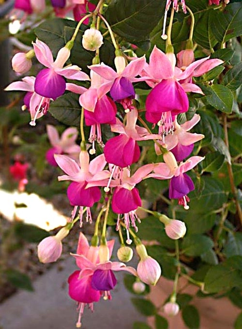 Những loài hoa thích hợp trồng trong giỏ treo - 3