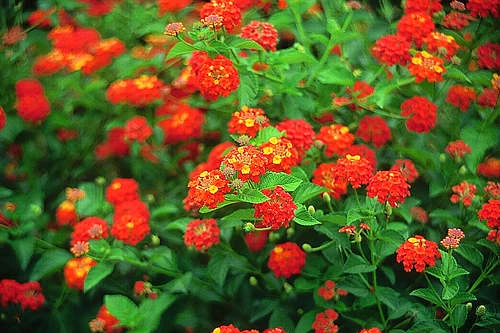 Những loài hoa thích hợp trồng trong giỏ treo - 4