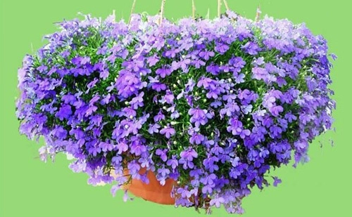 Những loài hoa thích hợp trồng trong giỏ treo - 5