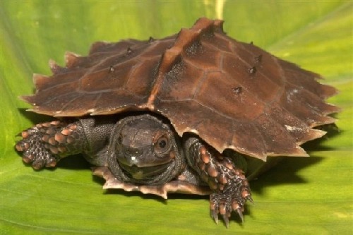 Những loài rùa lạ nhất thế giới - 1