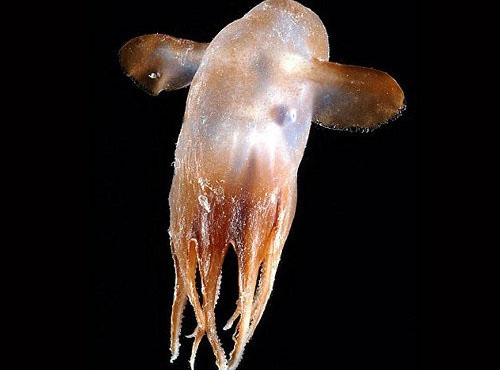 Những sinh vật kỳ lạ dưới đáy biển sâu - 1