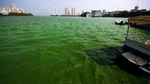 Nước hồ đổi màu vì tảo - 1