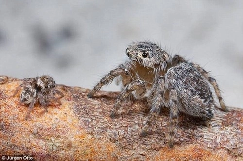 Phát hiện hai loài nhện mới biết nhảy hay mặc đẹp - 1