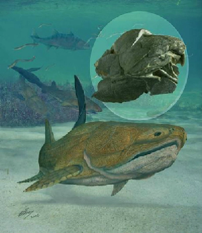 Phát hiện hóa thạch cá hơn 400 triệu năm tuổi - 1