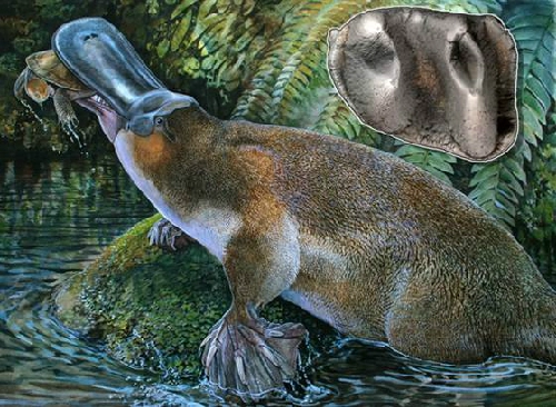 Phát hiện hóa thạch thú mỏ vịt lớn nhất thế giới - 1