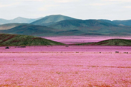 Sa mạc khô cằn sống dậy phủ đầy hoa hồng - 1