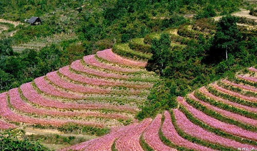 Sắc hồng trên cánh đồng tam giác mạch - 2