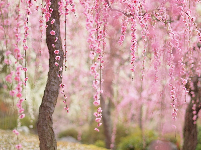 Sakura - loài hoa mang linh hồn võ sĩ đạo - 1
