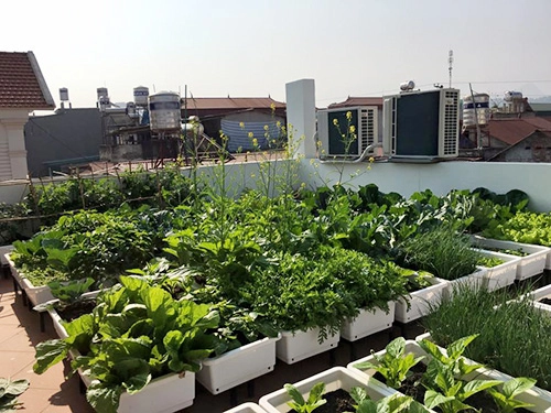 Sân thượng trống trơn thành vườn rau xanh mướt sau 3 tháng - 1