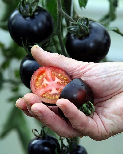 Tại sao tôi trồng cà chua đen lại ra màu cam - 1