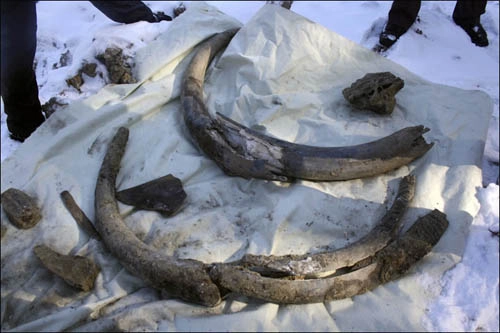 Tìm thấy ngà voi ma mút 10000 năm tuổi - 1
