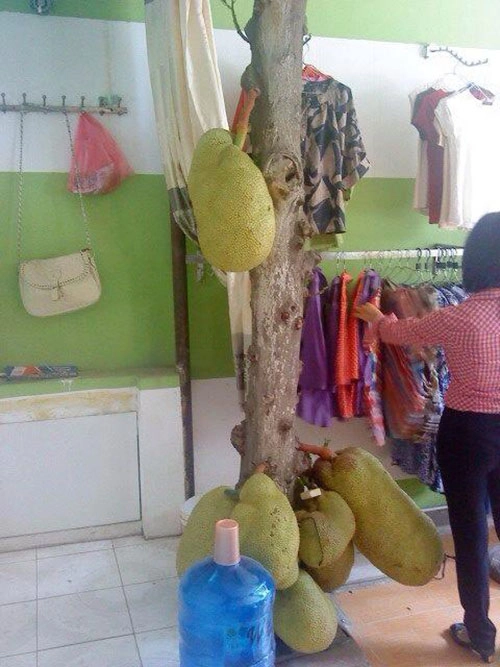 Việt nam cây mít ra quả giữa cửa hàng thời trang - 2