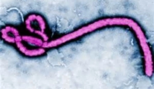 Virus ebola có từ 23 triệu năm trước - 1
