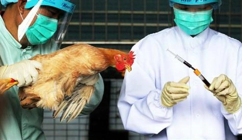 Virus h7n9 biến đổi dễ gây bệnh trên người - 1