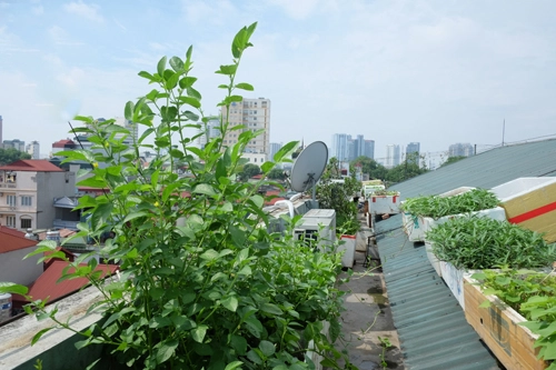 Vườn rau sân thượng tầng 6 xanh tươi ở hà nội - 5