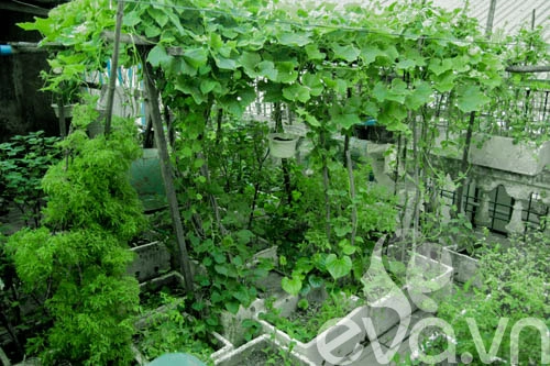 Vườn rau siêu rẻ 20 năm cho rau sạch 4 mùa - 1