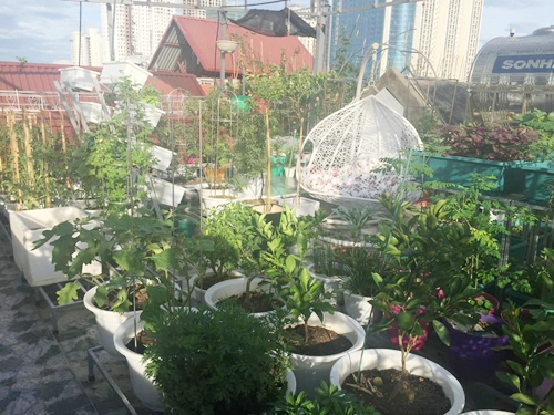 Vườn rau trái trên sân thượng 50 m2 - 1