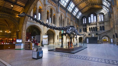 Xương khủng long thất thế tại bảo tàng anh - 1