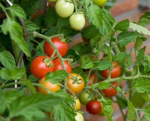 10 bí quyết trồng cà chua tại nhà mau lớn - 1