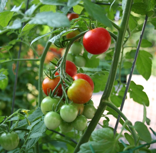 10 bí quyết trồng cà chua tại nhà mau lớn - 2