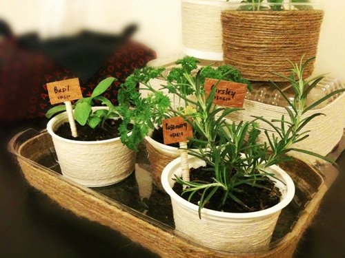 3 loại rau củ dễ trồng tại nhà - 1