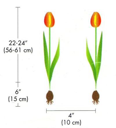 5 bước trồng tulip nở đúng đợt tết về - 3