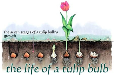 5 bước trồng tulip nở đúng đợt tết về - 7