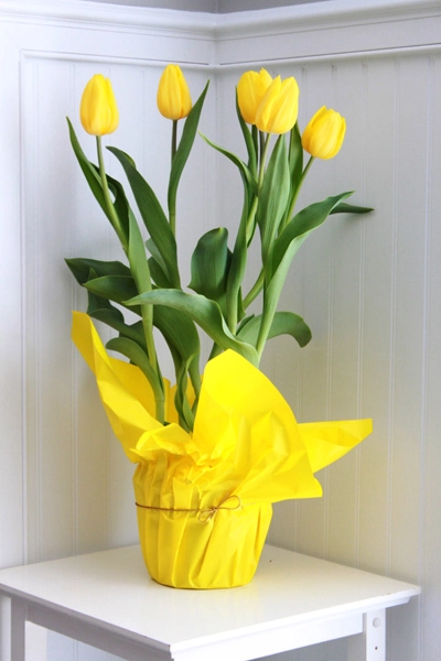 5 bước trồng tulip nở đúng đợt tết về - 9