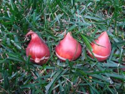 5 bước trồng tulip nở đúng đợt tết về - 2