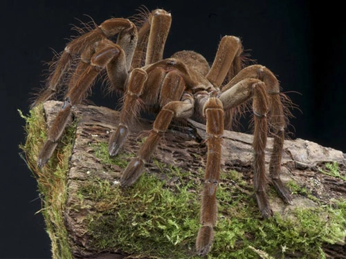5 cách tự nhiên đuổi nhện ra khỏi nhà - 1