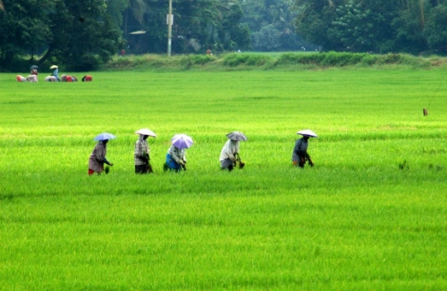 Bị dân làng rượt đuổi du khách ngã xuống ruộng tử vong ở ấn độ - 1