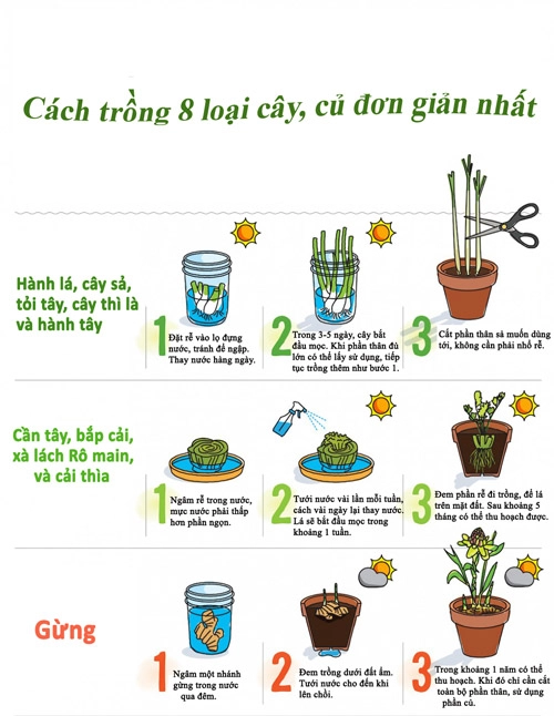 Bí kíp trồng 8 loại rau củ dễ tìm sẵn có - 1