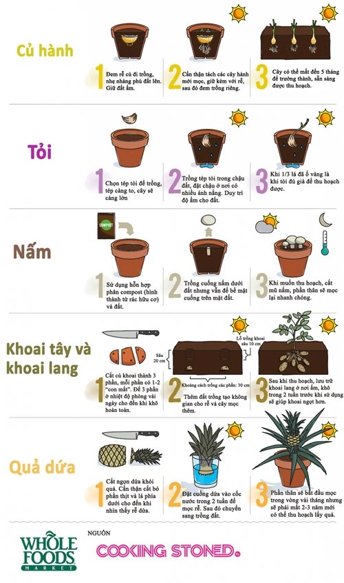 Bí kíp trồng 8 loại rau củ dễ tìm sẵn có - 2