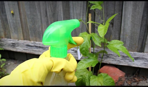 Bí quyết trừ sâu vườn nhà dễ ợt từ gừng ớt tỏi - 2