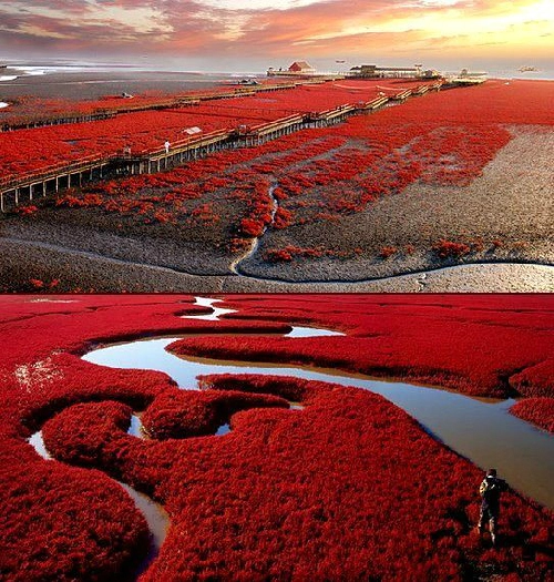 Biển đỏ đẹp rực rỡ ở trung quốc - 1