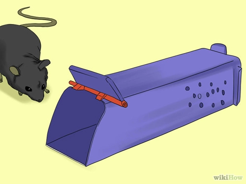 5 cách đơn giản mà hiệu quả đuổi chuột khỏi nhà - 11