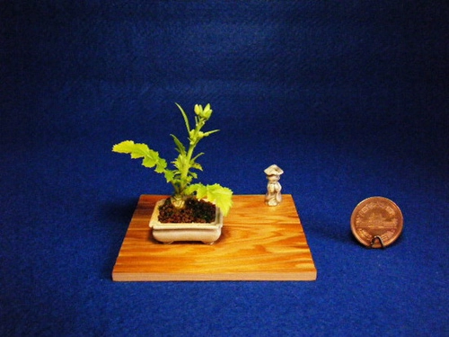 Bonsai siêu nhỏ 3cm dễ thương cho bàn trà - 7