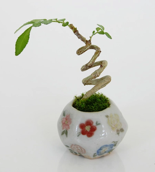 Bonsai siêu nhỏ 3cm dễ thương cho bàn trà - 8