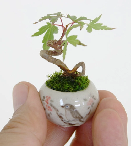 Bonsai siêu nhỏ 3cm dễ thương cho bàn trà - 9