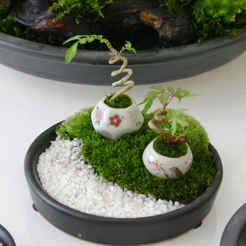 Bonsai siêu nhỏ 3cm dễ thương cho bàn trà - 1