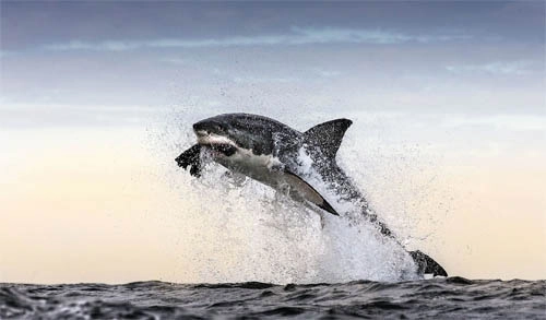 Cá mập trắng tung mình đớp gọn hải cẩu - 1